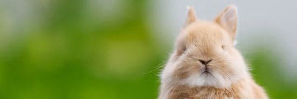 floofybunbun Profile Banner