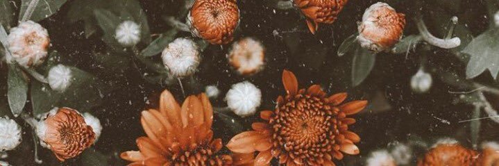 AlecrimFlower's profile banner image
