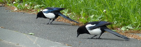 lazy_birder's profile banner image