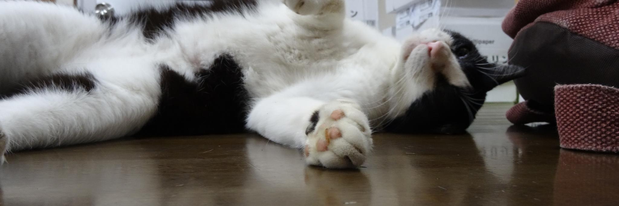 ひろ(ビール🍺と猫🐾とカラオケ🎤が好き)📷🍊hkm🍚 banner