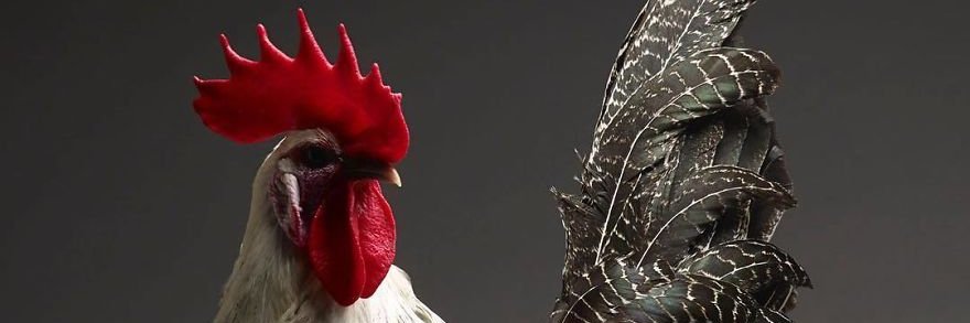 RUBENSFLIMA's profile banner image