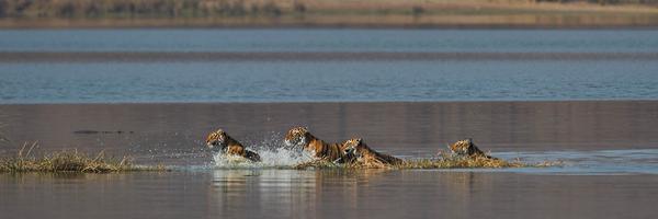 ranthambore Profile Banner
