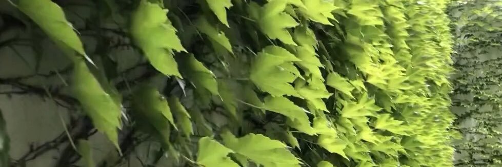 nastyuppityzulu banner