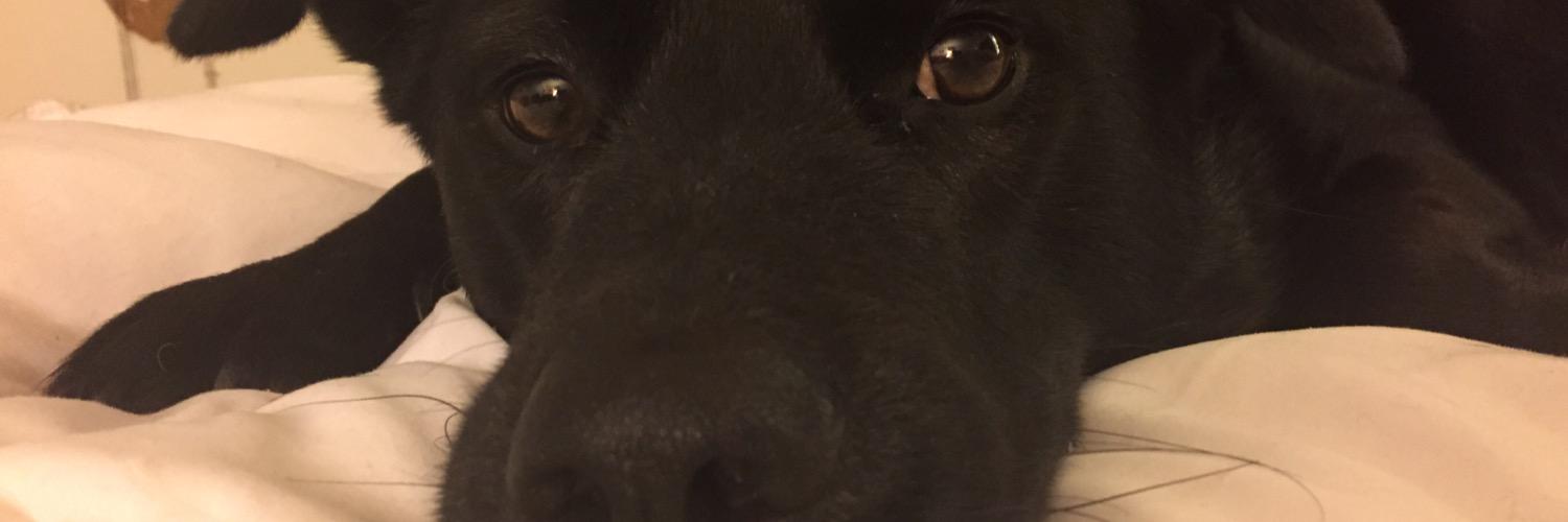 CaitlynReneeD's profile banner image