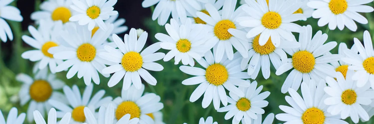 bethh_wellss's profile banner image