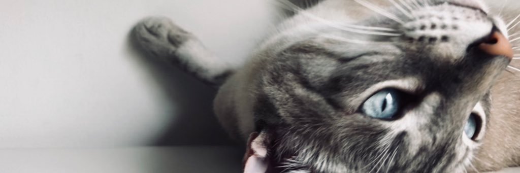 leonardorock__'s profile banner image