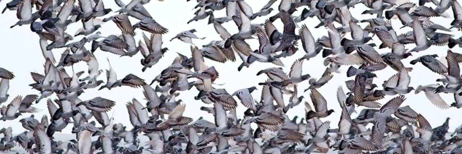 🟣 Doron Alon דורון אלון دورون ألون banner