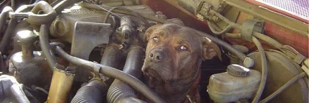 DogsAndClocks's profile banner image