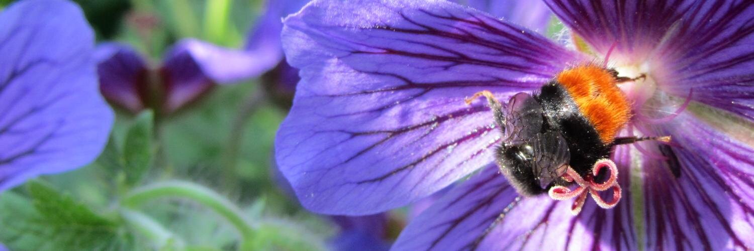 Elmar Breitbach banner