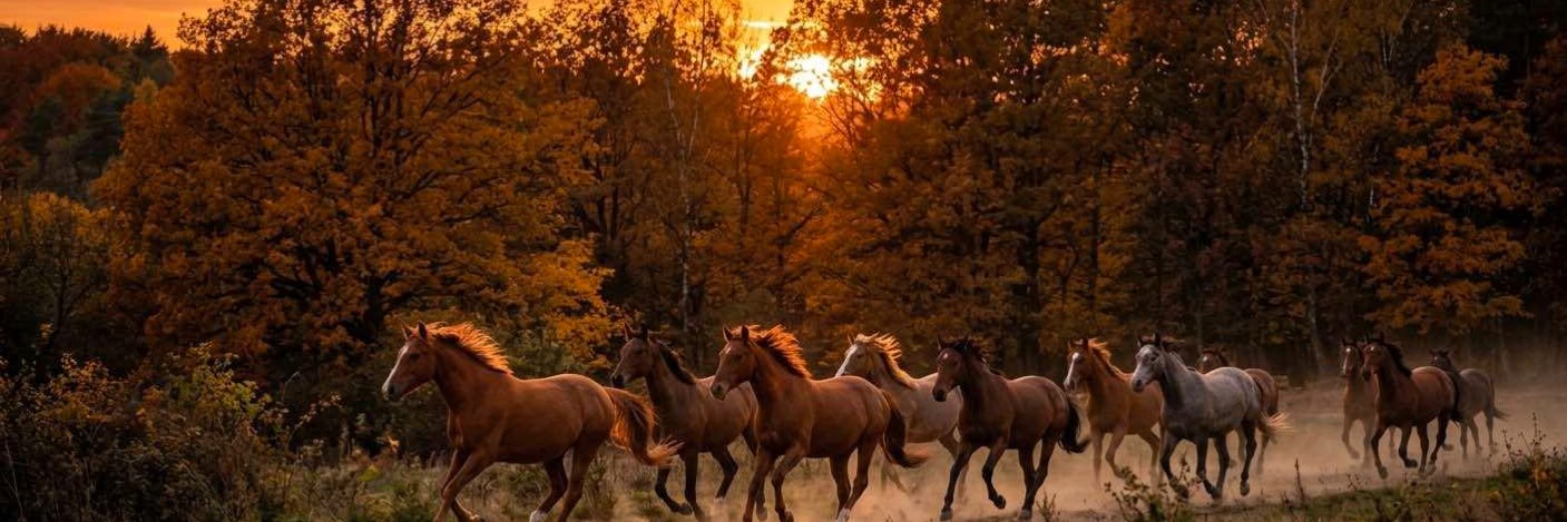 Doğan Maden🇹🇷 banner