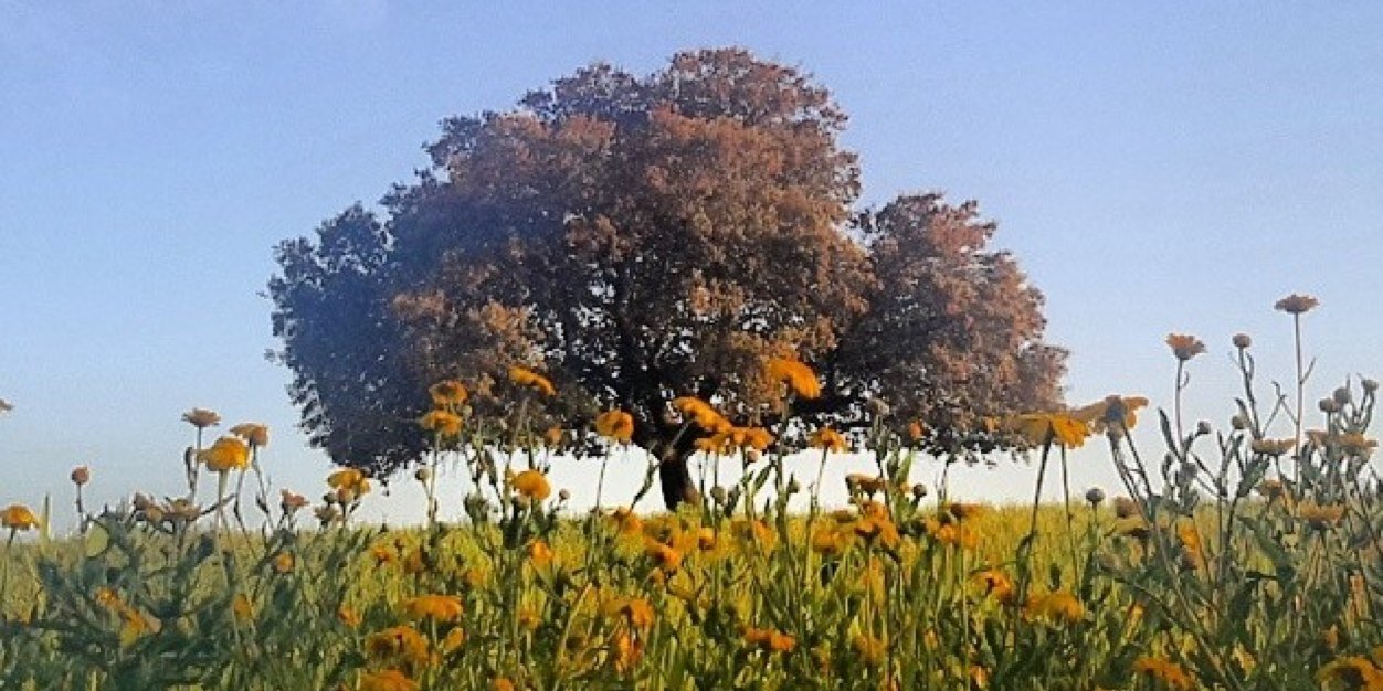 NESLIHAN AKDAS banner