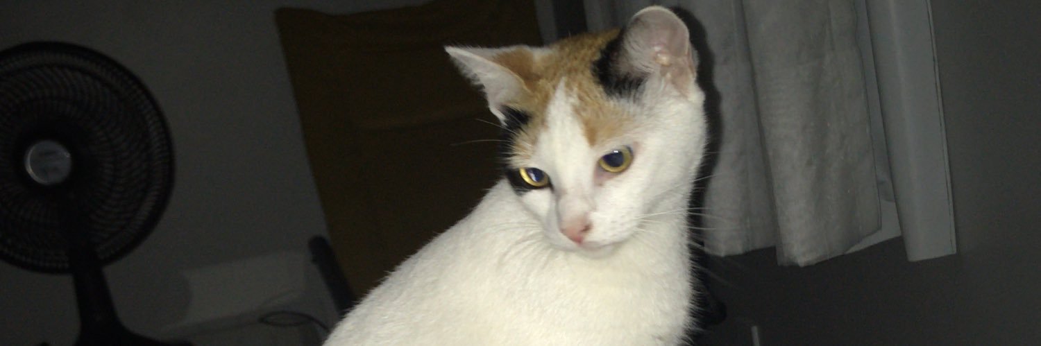 arthurcmaia's profile banner image