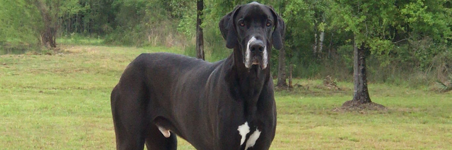 1gooddogg's profile banner image