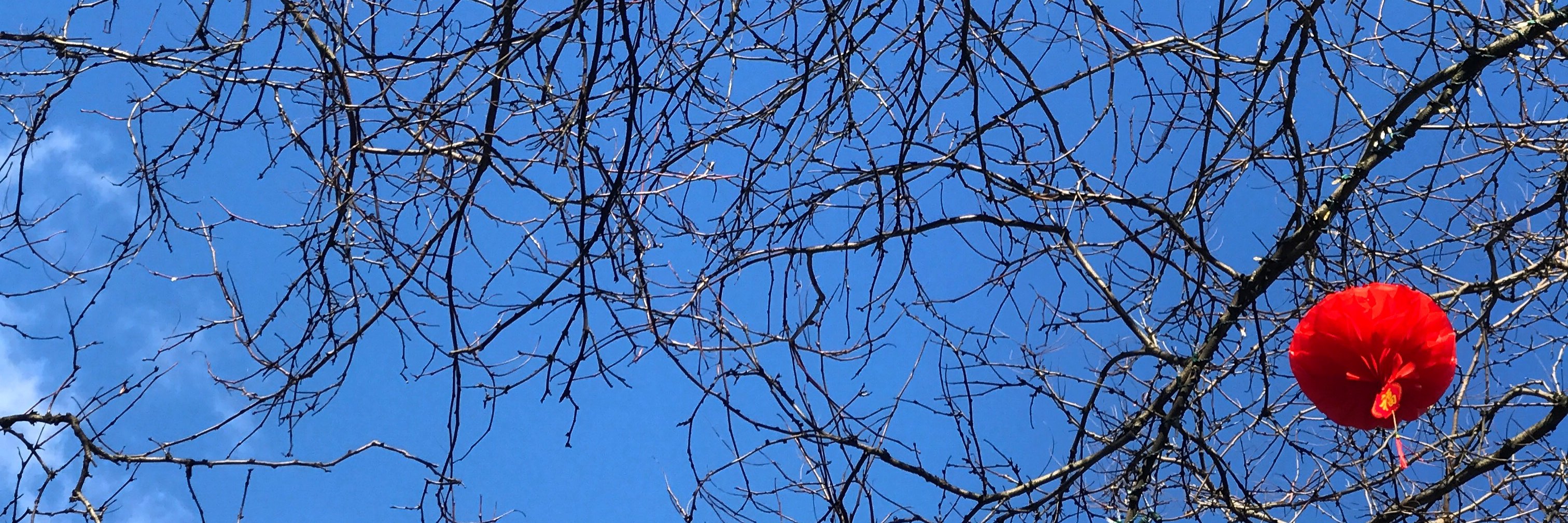 Ana Domb Krauskopf banner