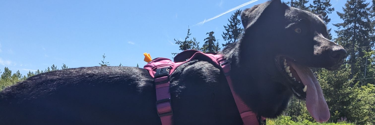 Travis from 🇨🇦 banner