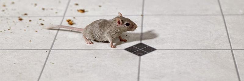 Accuracy + Termite banner