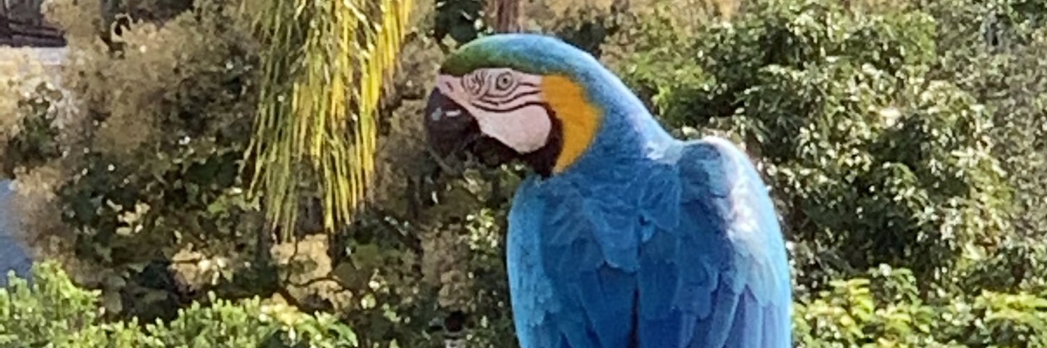 Tammy G 🇻🇪 🇮🇱 תַּמִּי banner