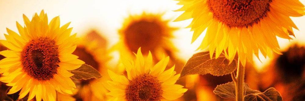 jeniferbler's profile banner image
