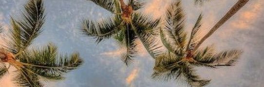 joaoallmeida's profile banner image
