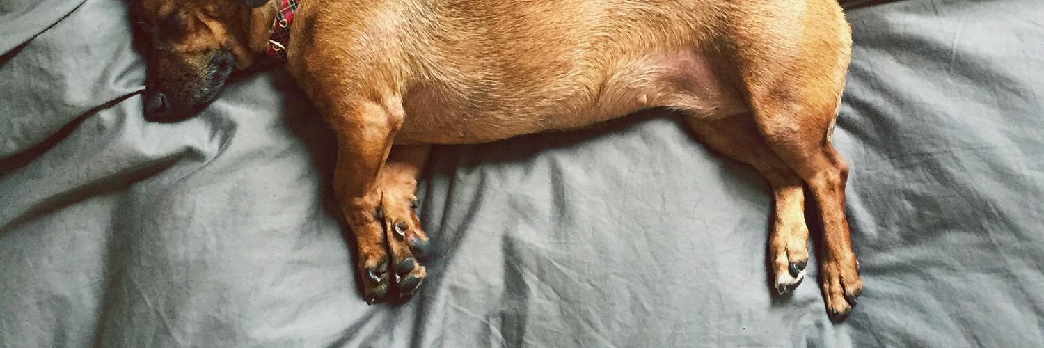 Dorothy Spira banner