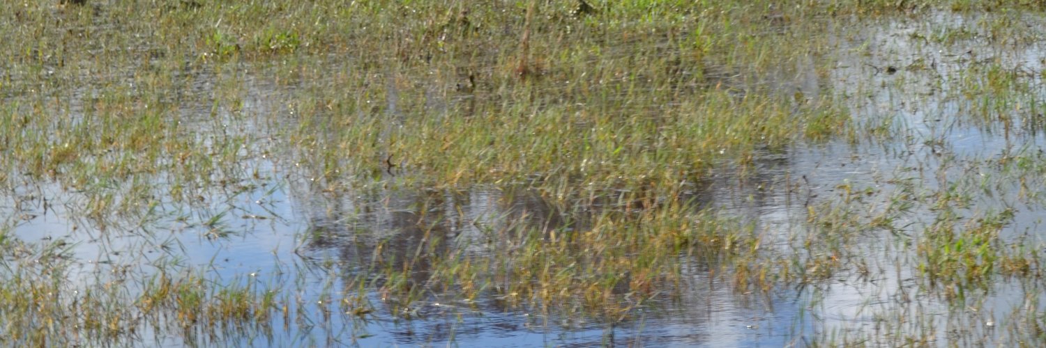 Os Brutos Também Amam banner