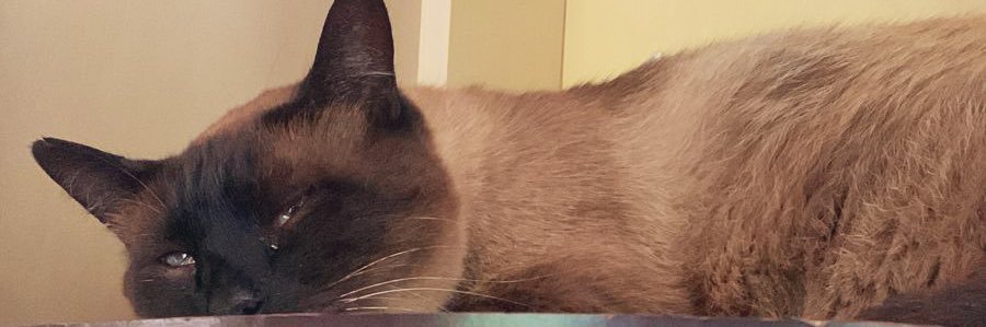 danii_teston's profile banner image
