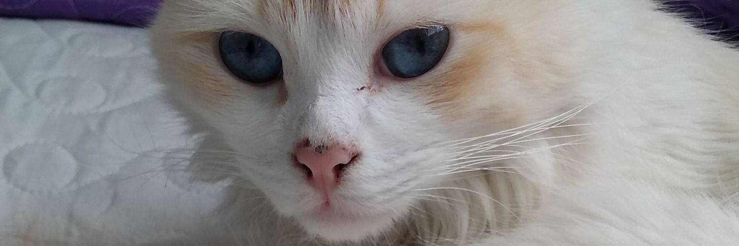 Romii73's profile banner image