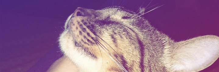 biapaulini's profile banner image