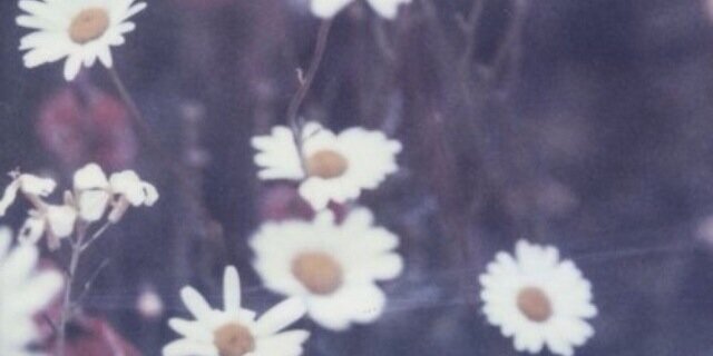 stephaanieli's profile banner image