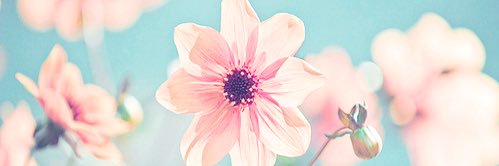 chiovela's profile banner image