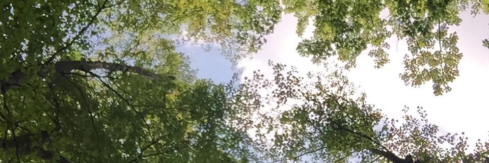 CatMeeeeow's profile banner image