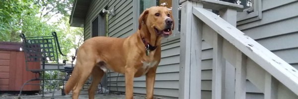 BobBradovich Profile Banner