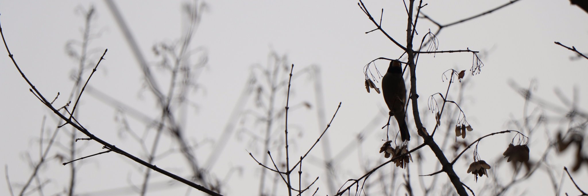 kroanguis's profile banner image