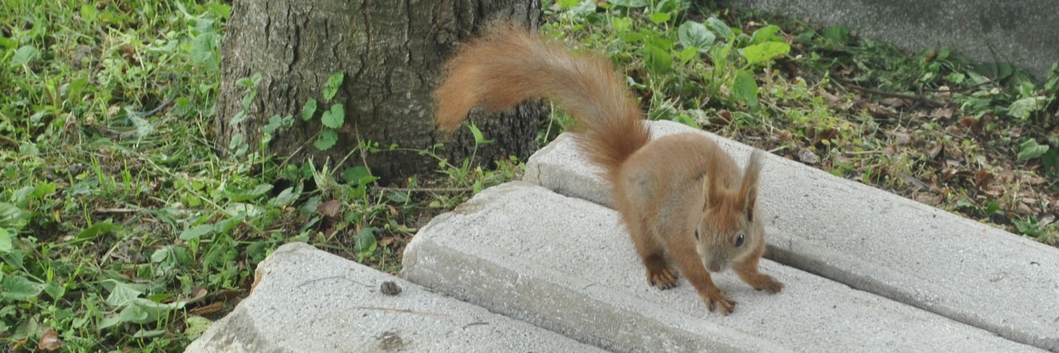 squirrellet's profile banner image