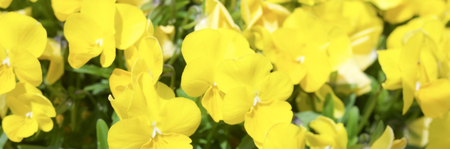 すとれっち banner