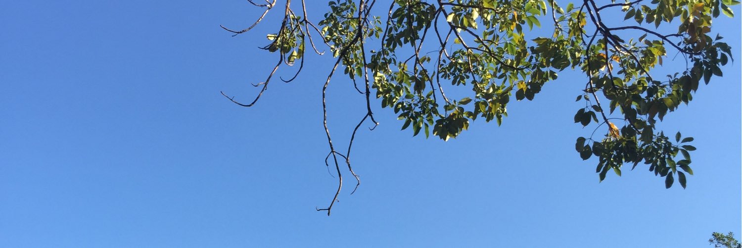 Twitter banner for @LilyChen