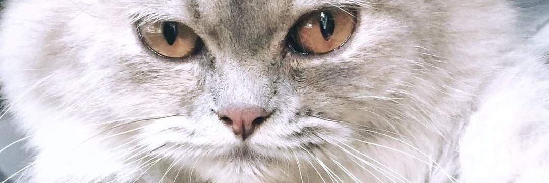 chikaMovic507's profile banner image