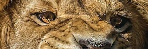 leonelantoniorm's profile banner image