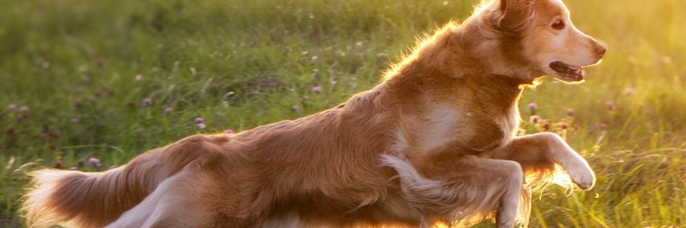 ゴールデンレトリバー🐕太郎 banner