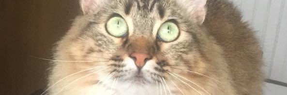 mirtap's profile banner image