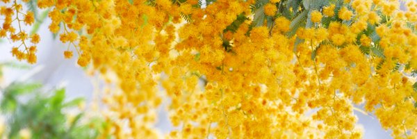 sevenwitch Profile Banner