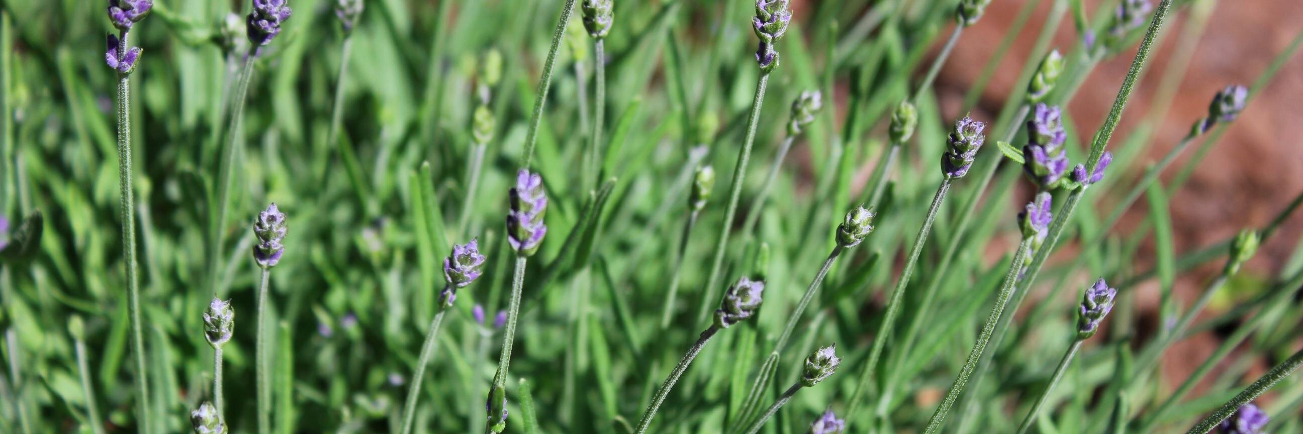 Krista K. Schmidt banner