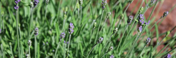 kkjschmidt Profile Banner