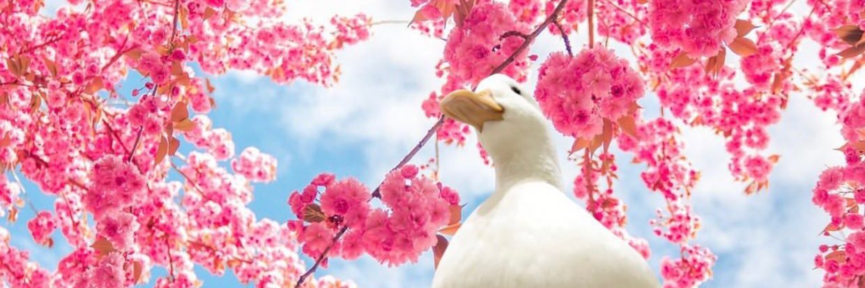 laurarmason's profile banner image