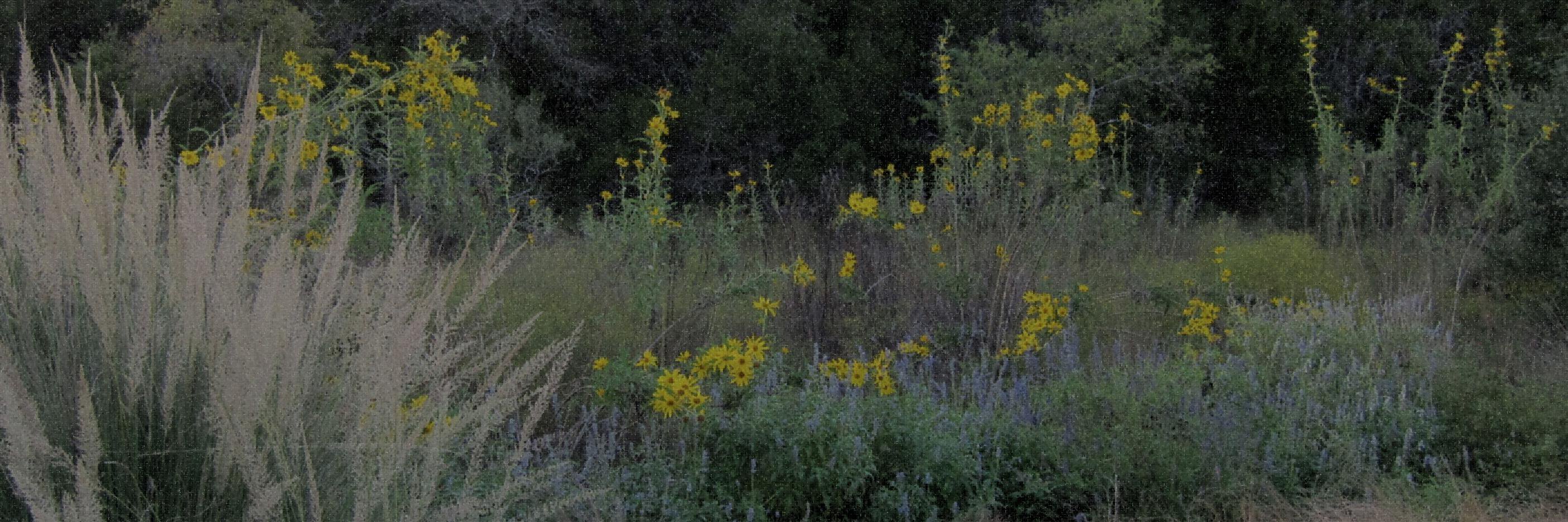 Native Plant Society of Texas banner