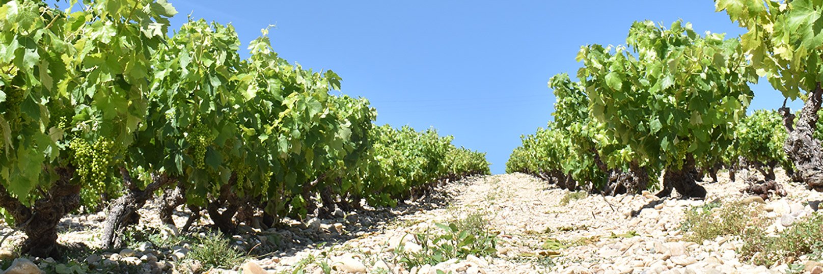 barraycava.com banner