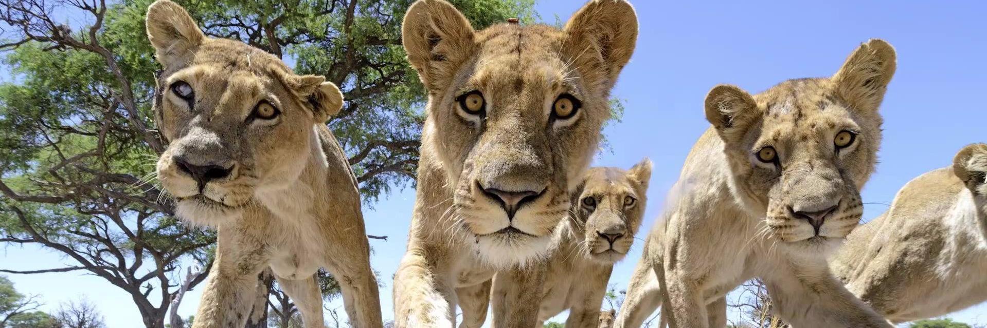 Željko Marčec banner