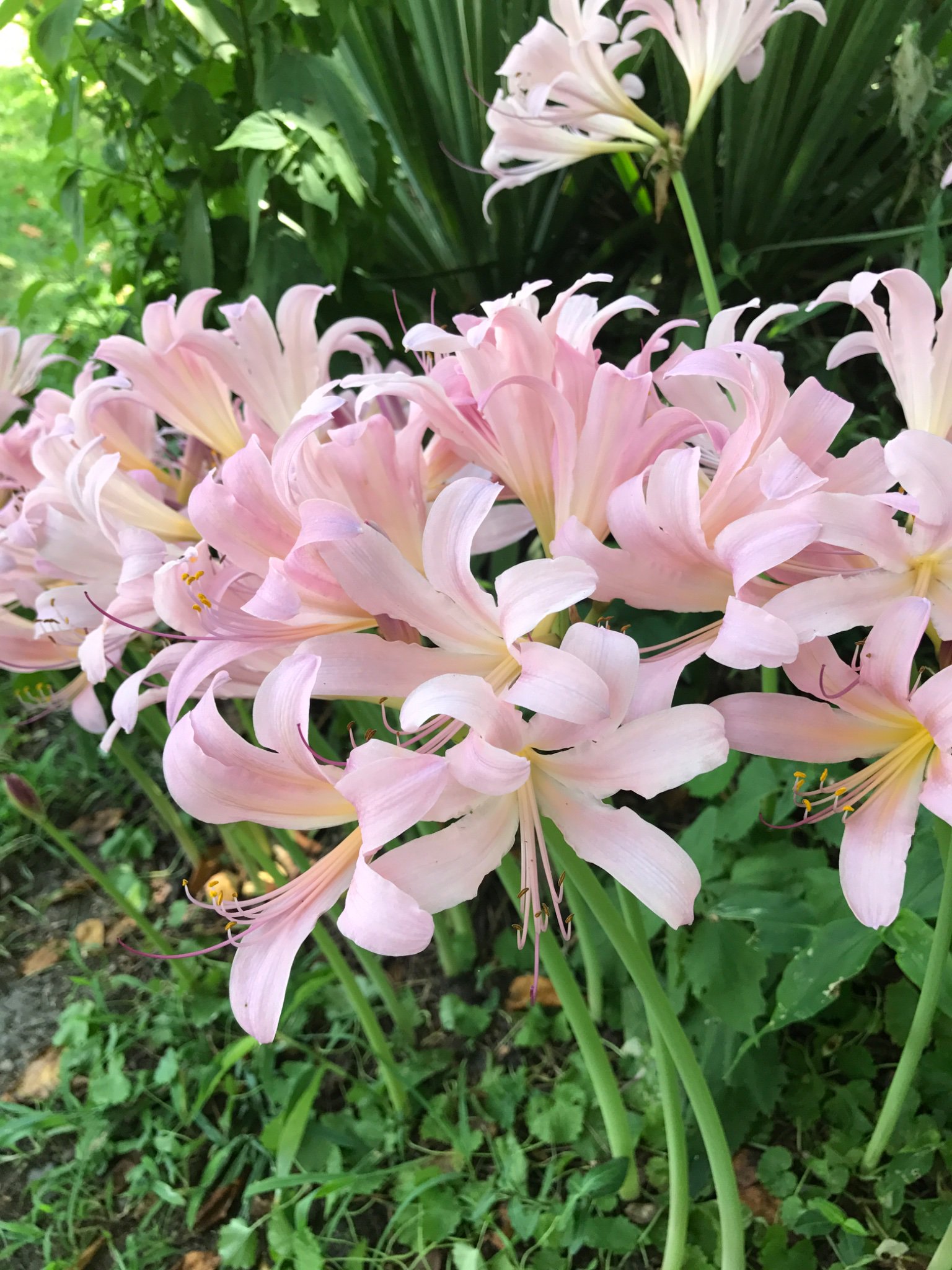 Ginger Walker banner