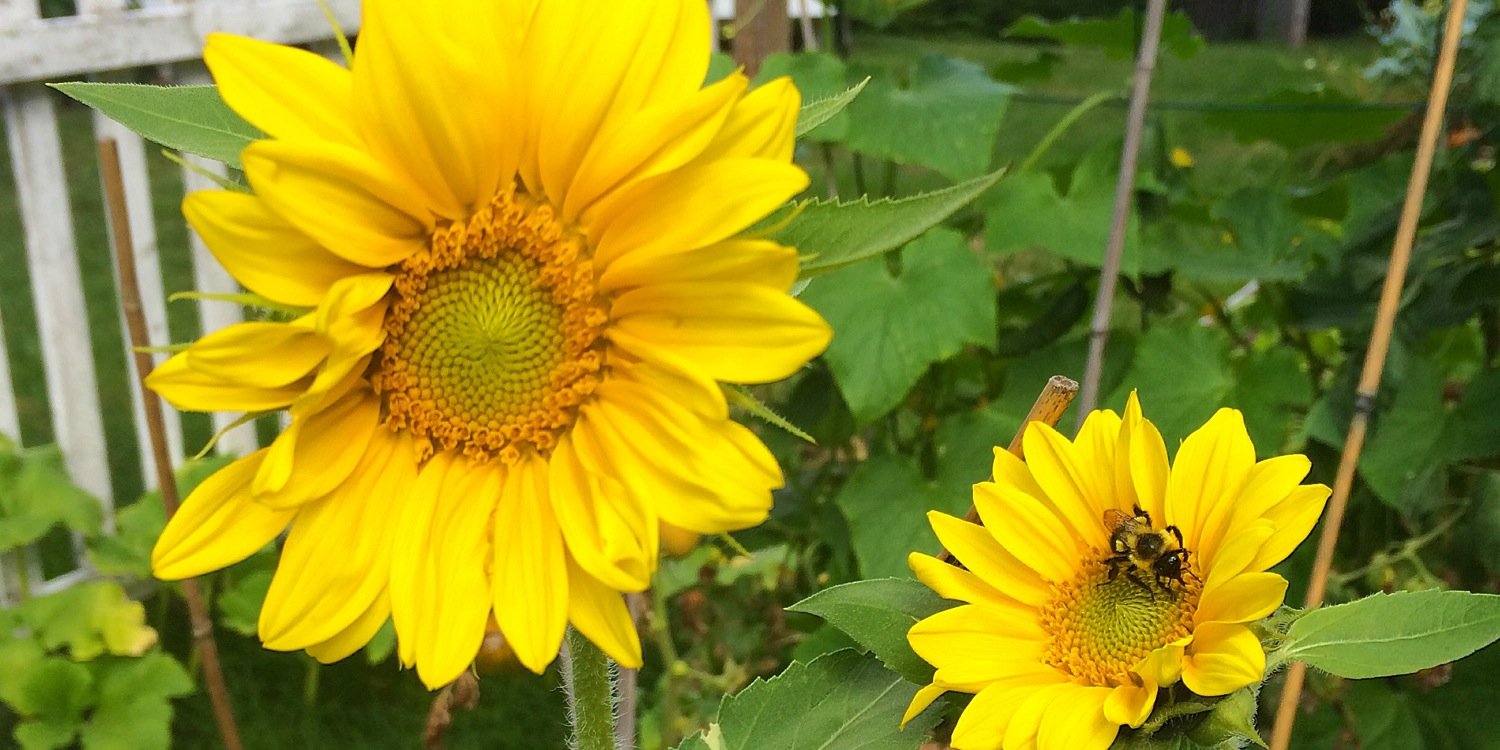 gardensofplenty's profile banner image