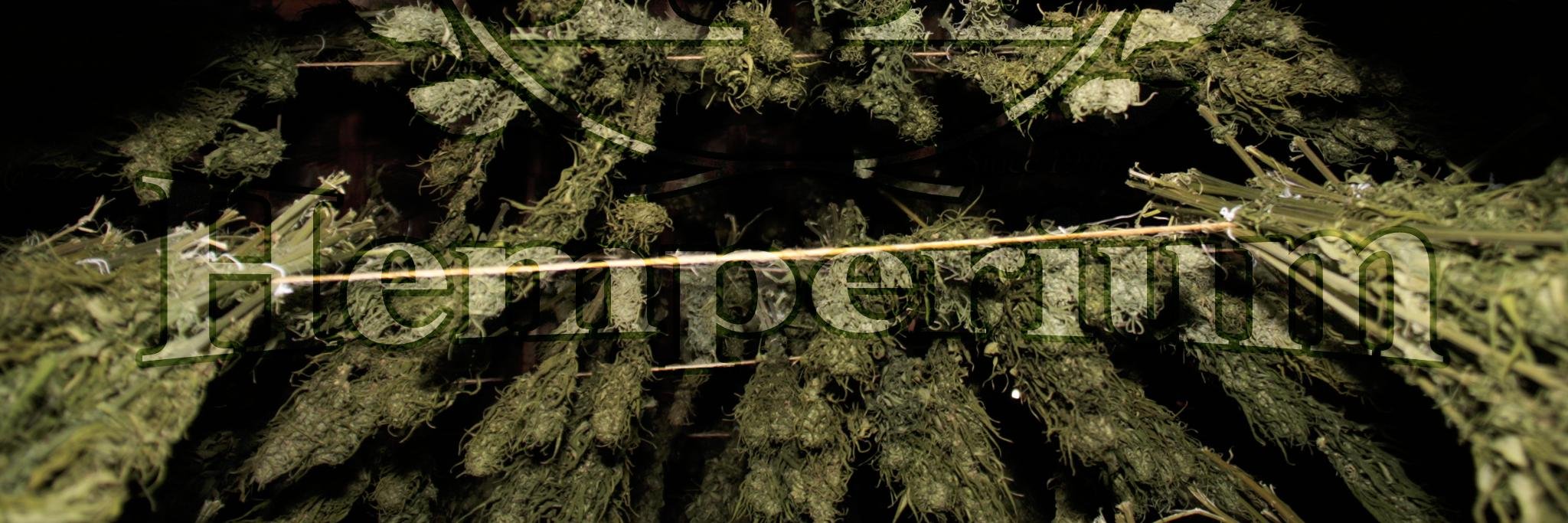 hemperium's profile banner image